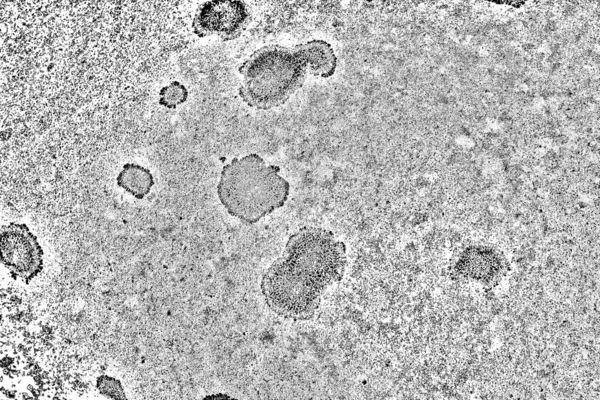 Parmelia Saxatilis Lichen Υφή Φόντο — Φωτογραφία Αρχείου