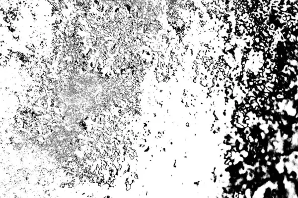 Parmelia Saxatilis Lichen Textuur Achtergrond — Stockfoto