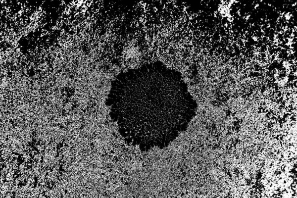 Parmelia Saxatilis Lichen Textura Pozadí — Stock fotografie