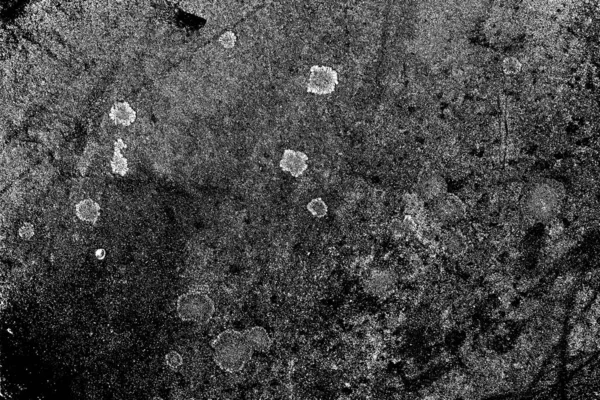 Parmelia Saxatilis Lichen Textuur Achtergrond — Stockfoto