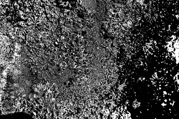 Parmelia Saxatilis Lichen Texture Fond — Photo