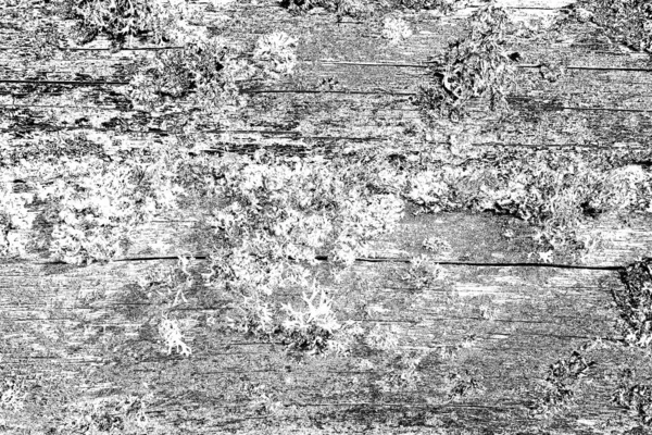 Wooden Texture Texture Old Wood — Stock Photo, Image