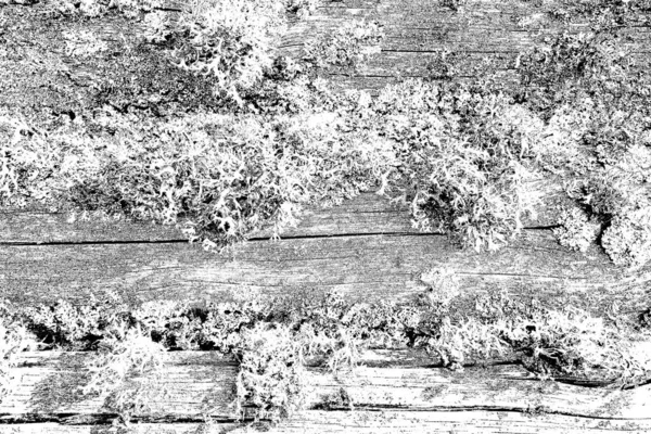 Wooden Texture Texture Old Wood — Stock Photo, Image