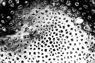 Ormanda kırmızı mantar / mantar dışkısı