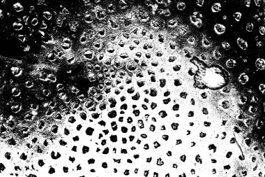 Ormanda kırmızı mantar / mantar dışkısı