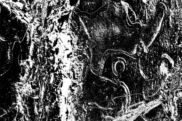 Fond Bois Abstrait Tons Noir Blanc — Photo