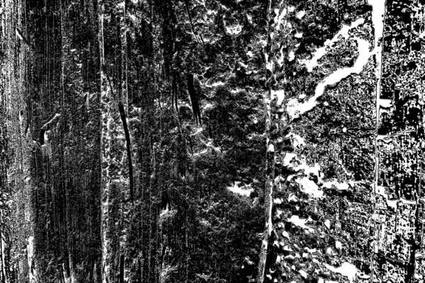 Термитный Рисунок Дереве — стоковое фото