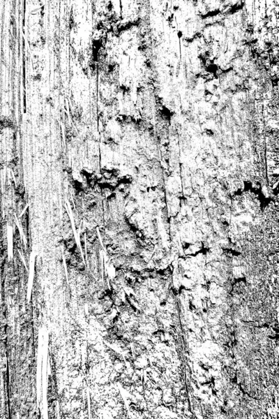Motif Termite Bois — Photo