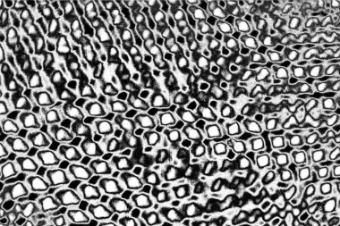 Soyut grunge arkaplanı. Monokrom dokusu. Siyah ve beyaz desenli arkaplan