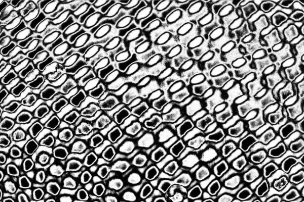 Fondo Grunge Abstracto Textura Monocromática Fondo Texturizado Blanco Negro — Foto de Stock