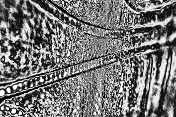 Fondo Grunge Abstracto Textura Monocromática Fondo Texturizado Blanco Negro — Foto de Stock