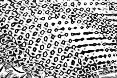 Soyut grunge arkaplanı. Monokrom dokusu. Siyah ve beyaz desenli arkaplan