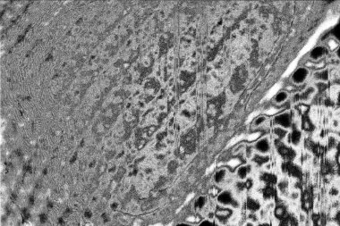 Soyut grunge arkaplanı. Monokrom dokusu. Siyah ve beyaz desenli arkaplan