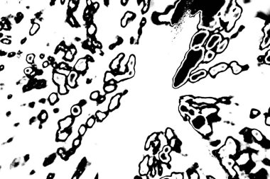 Soyut siyah beyaz arkaplan. Monokrom dokusu. 