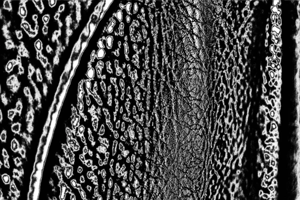 Abstracte Zwart Wit Textuur Achtergrond Monochrome Textuur — Stockfoto