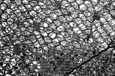 Soyut grunge arkaplanı. Monokrom dokusu. Siyah ve beyaz desenli arkaplan