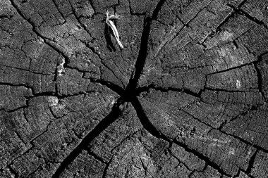 Soyut grunge arkaplanı. Monokrom dokusu. Siyah ve beyaz desenli arkaplan