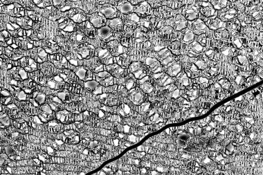 Soyut grunge arkaplanı. Monokrom dokusu. Siyah ve beyaz desenli arkaplan