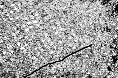 Soyut arkaplan. monokrom dokusu. resim siyah ve beyaz tonları içerir.