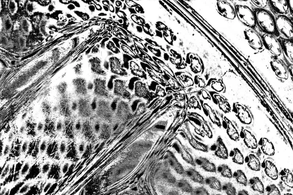 Sfondo Astratto Texture Monocromatica Immagine Compreso Effetto Toni Bianco Nero — Foto Stock