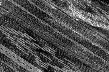 Soyut grunge arkaplanı. Monokrom dokusu. Siyah ve beyaz desenli arkaplan