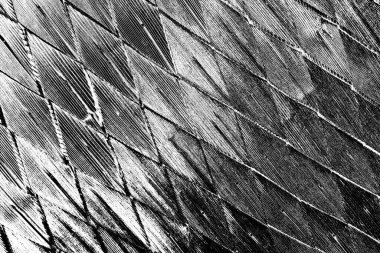 Soyut siyah-beyaz grunge arka planı. monokrom dokusu.