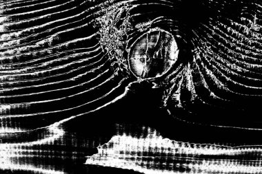 Soyut grunge arkaplanı. Monokrom dokusu. Siyah ve beyaz desenli arkaplan