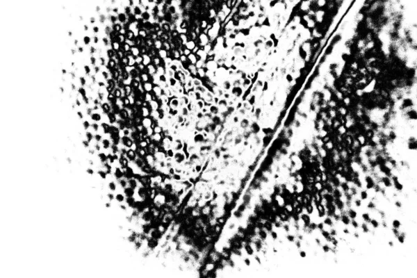 Fondo Grunge Abstracto Textura Monocromática Fondo Texturizado Blanco Negro —  Fotos de Stock