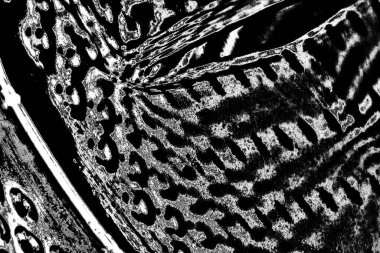 Soyut arkaplan. monokrom dokusu. resim siyah ve beyaz tonları içerir.