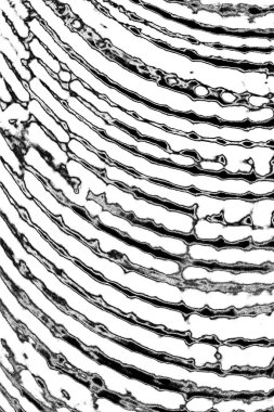 Soyut siyah-beyaz grunge arka planı. monokrom dokusu.