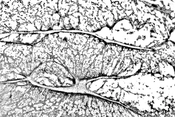 Soyut Arkaplan Monokrom Dokusu Siyah Beyaz Tonlar — Stok fotoğraf
