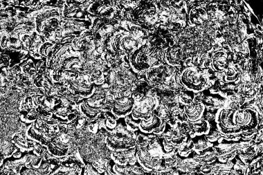 Soyut grunge arkaplanı. Monokrom dokusu. Siyah ve beyaz desenli arkaplan