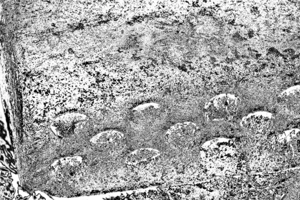 Monokrom dokusu. Görüntü siyah ve beyaz tonları da içeriyor. Soyut arkaplan. 