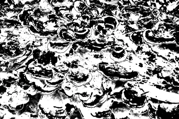 Fondo Grunge Abstracto Textura Monocromática Fondo Texturizado Blanco Negro —  Fotos de Stock