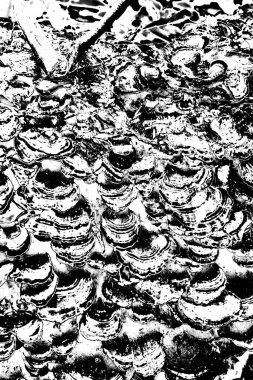 Siyah ve beyaz arkaplanlı tek renkli doku.