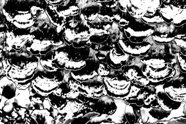 Siyah ve beyaz arkaplanlı tek renkli doku.