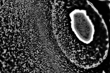 Soyut grunge arkaplanı. Monokrom dokusu. Siyah beyaz arkaplan