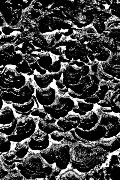 Fondo Grunge Abstracto Blanco Negro Textura Monocromática — Foto de Stock