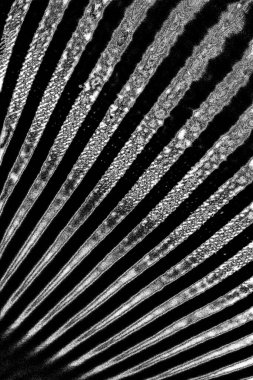 Soyut grunge arkaplanı. Monokrom dokusu. Siyah beyaz arkaplan