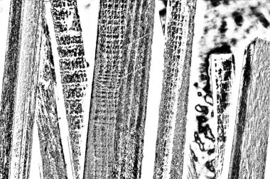 Siyah ve beyaz arkaplanlı tek renkli doku.