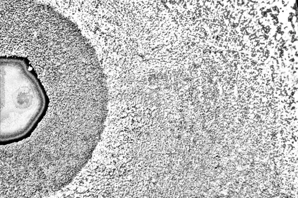 Абстрактный Гранж Фон Монохромная Текстура Черно Белый Фон — стоковое фото