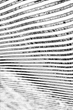 Soyut grunge arkaplanı. Monokrom dokusu. Siyah beyaz arkaplan