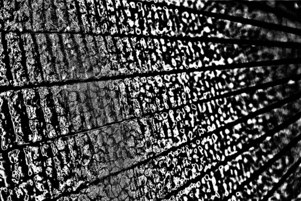 Fundo Grunge Abstrato Textura Monocromática Fundo Preto Branco — Fotografia de Stock