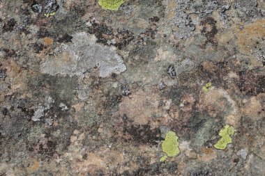 Parmelia saxatilis liken dokusu, kopyalama alanı