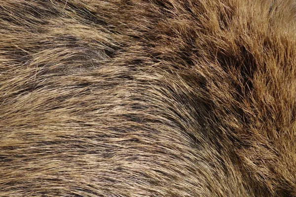 Wildschweinfell Textur Wildtier Nahaufnahme — Stockfoto