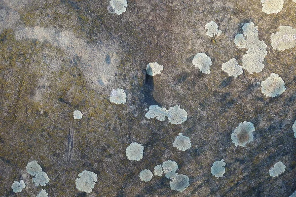 Parmelia Saxatilis Lichen Texture Przestrzeń Kopiowania — Zdjęcie stockowe