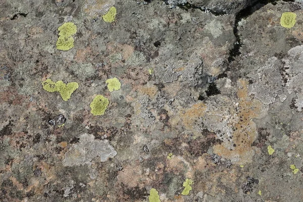 Parmelia Saxatilis Lichen Texture Copy Space — Foto Stock