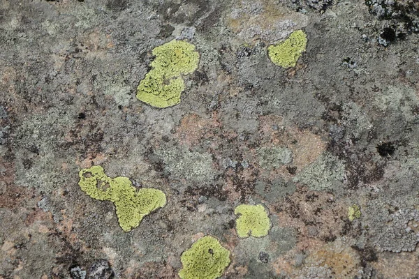 Parmelia Saxatilis Lichen Texture Przestrzeń Kopiowania — Zdjęcie stockowe