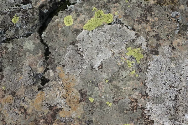 Parmelia Saxatilis Lichen Texture Copy Space — Foto Stock