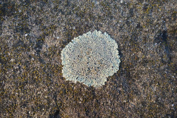 Parmelia Saxatilis Lichen Texture Espace Copie — Photo